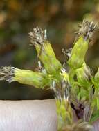 Image of hairy-seed goldenrod