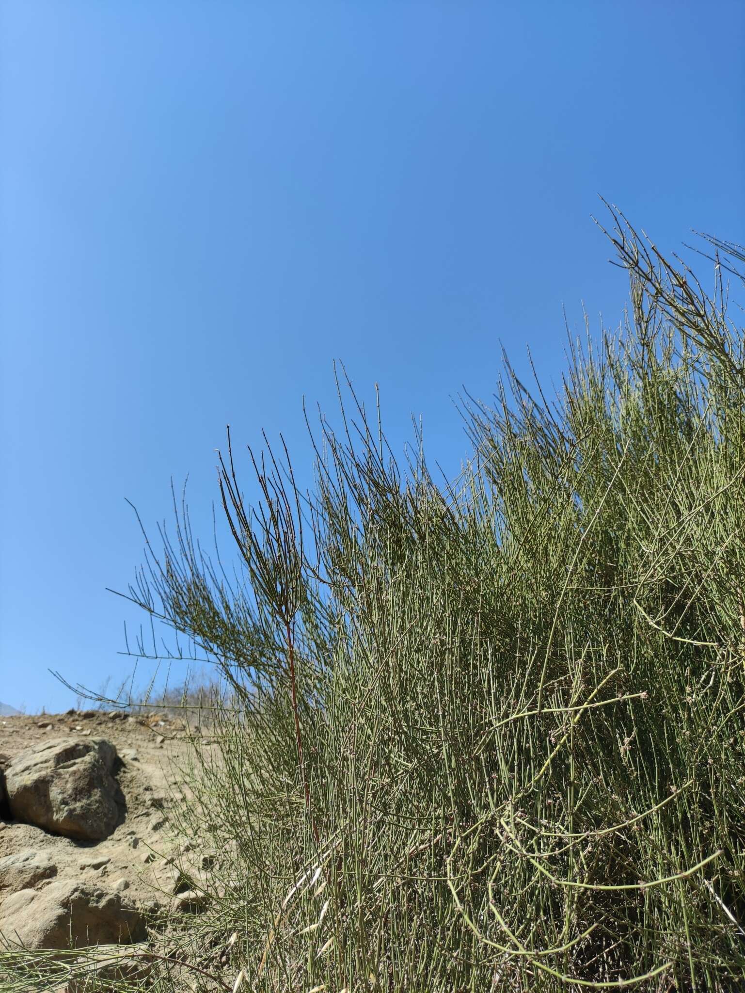 Image of Ephedra chilensis C. Presl