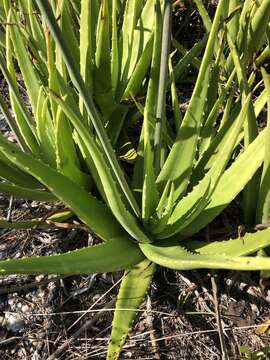 Image of aloe