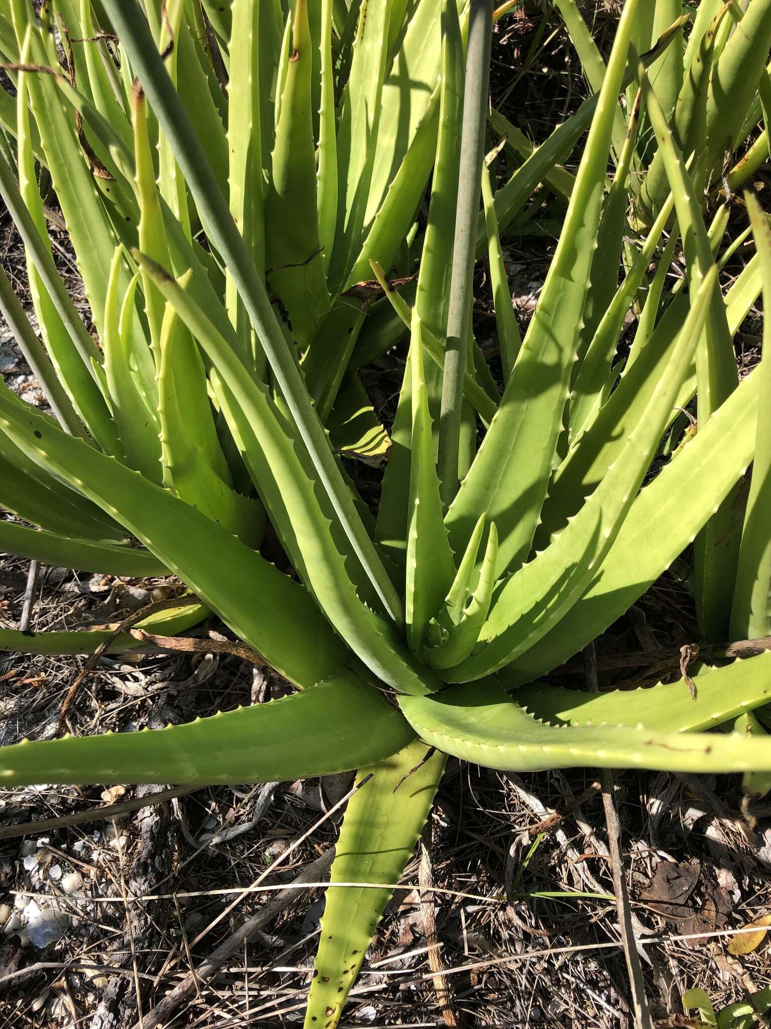 Image of aloe