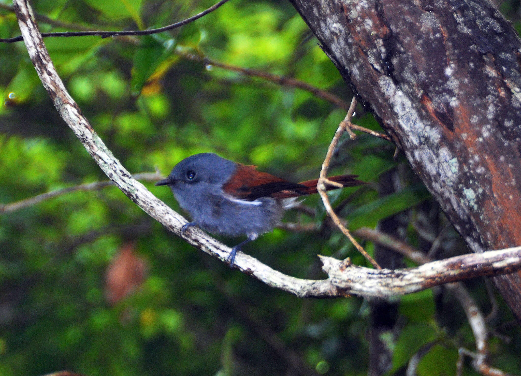 Image of Mascarene Paradise Flycatcher