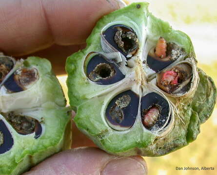 Image of Yucca Moth