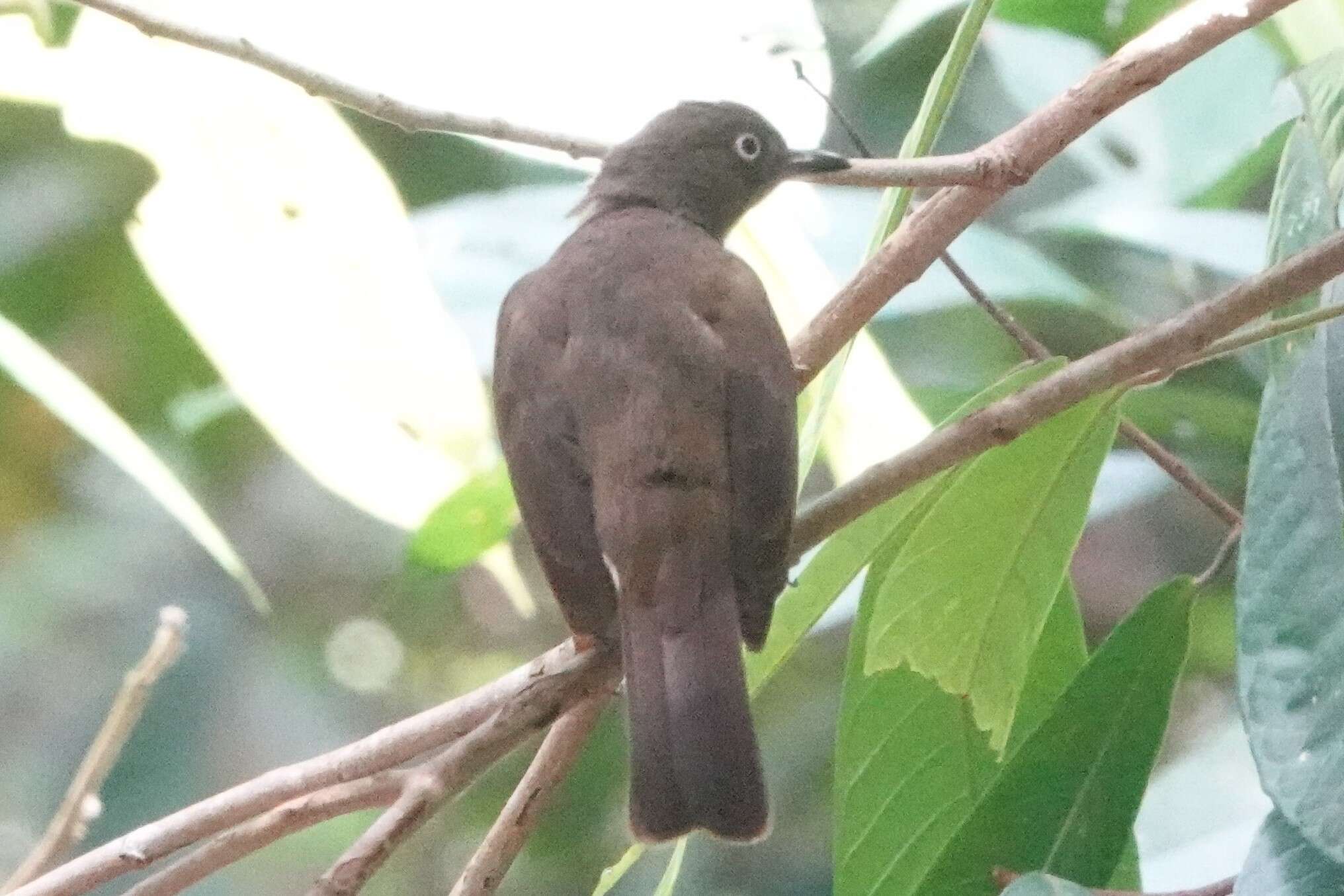 Image of Cream-vented Bulbul