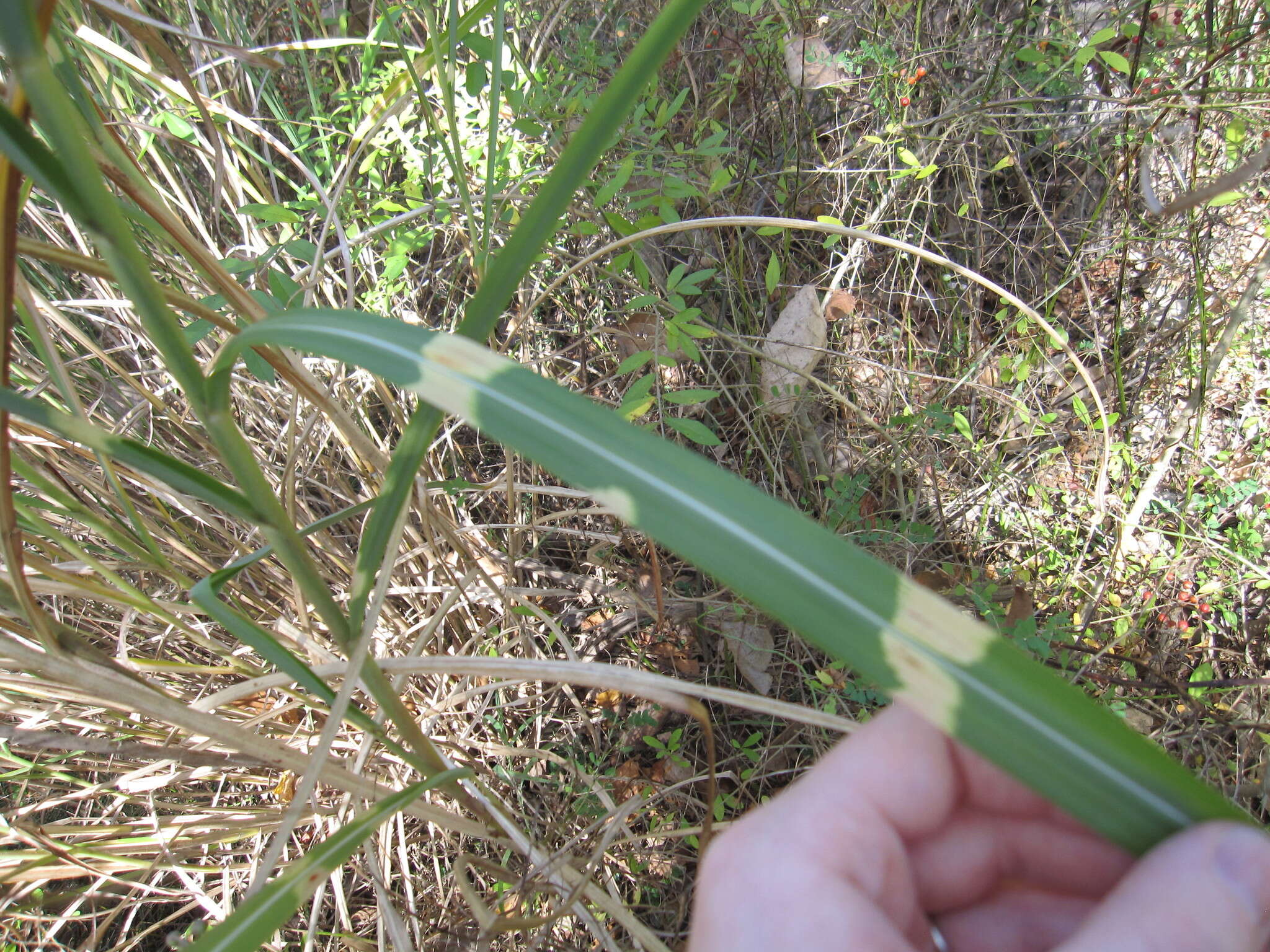 Imagem de Miscanthus sinensis Andersson