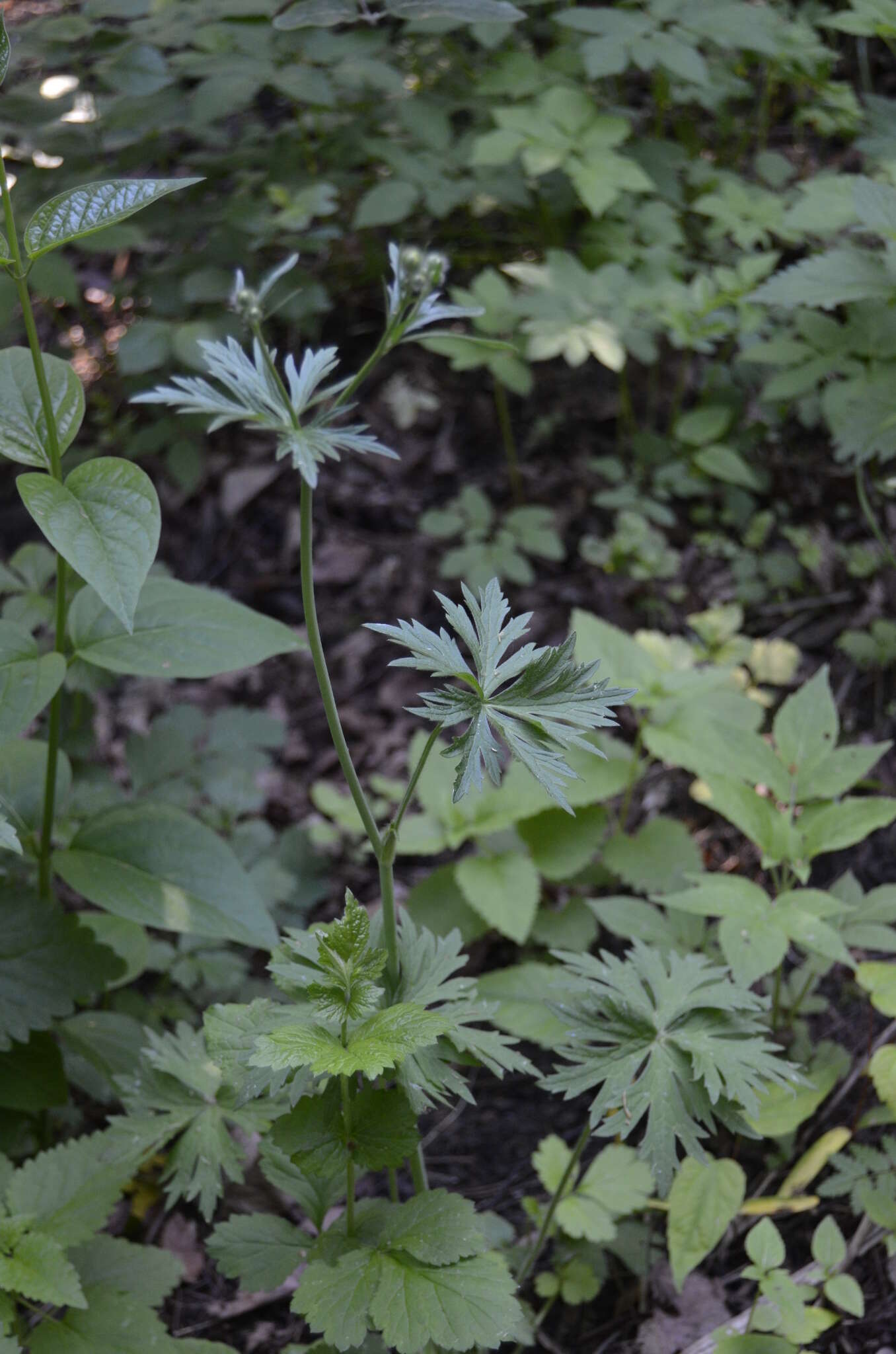 Image of Ranunculus polyanthemos L.