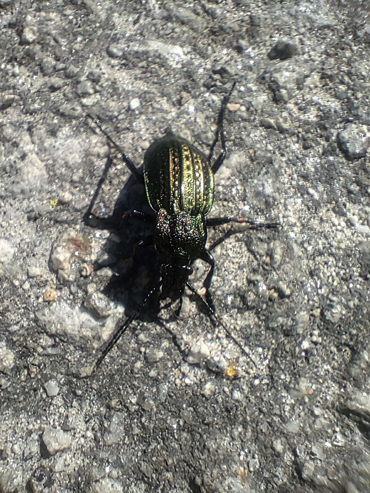 Image of Carabus (Macrothorax) rugosus Fabricius 1792