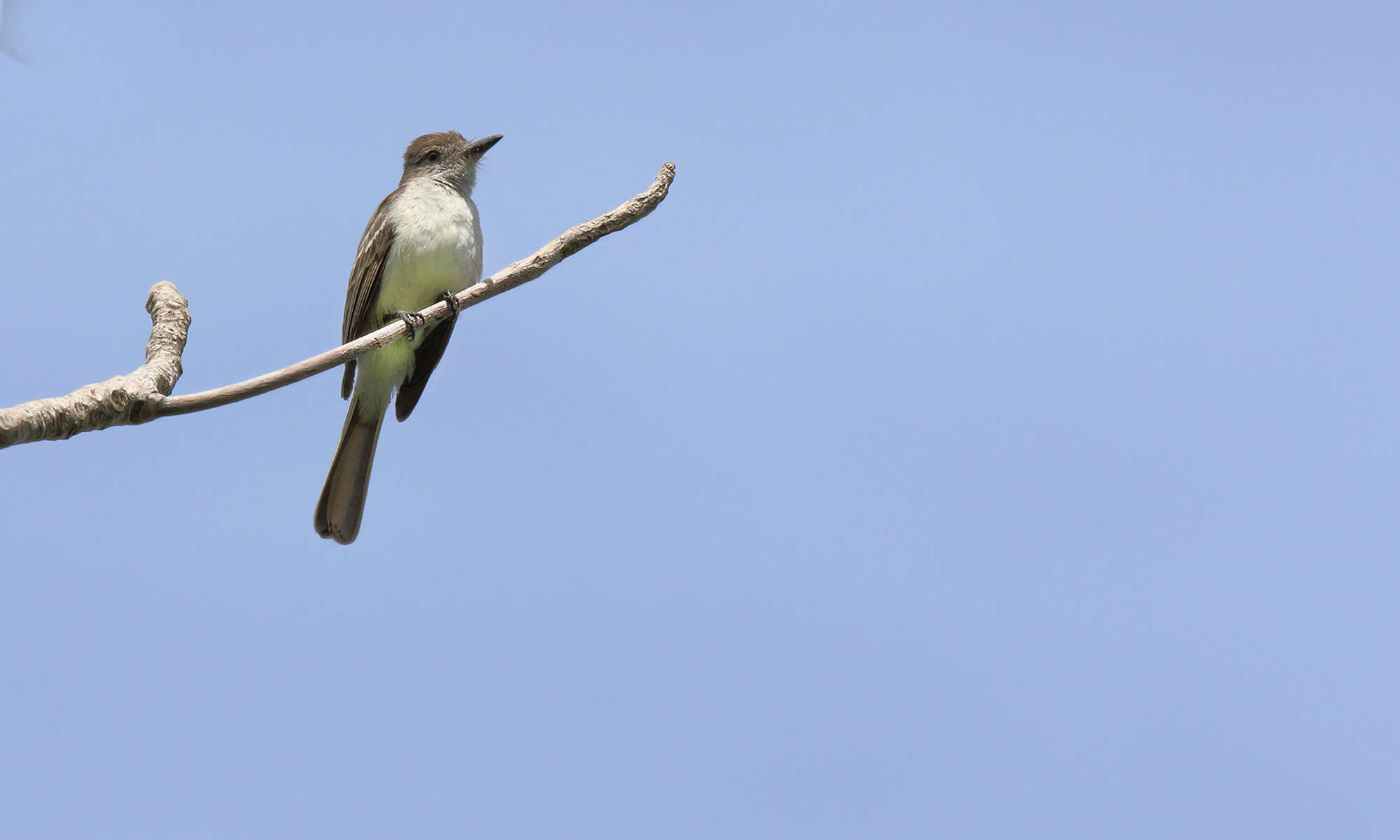 Image of Stolid Flycatcher