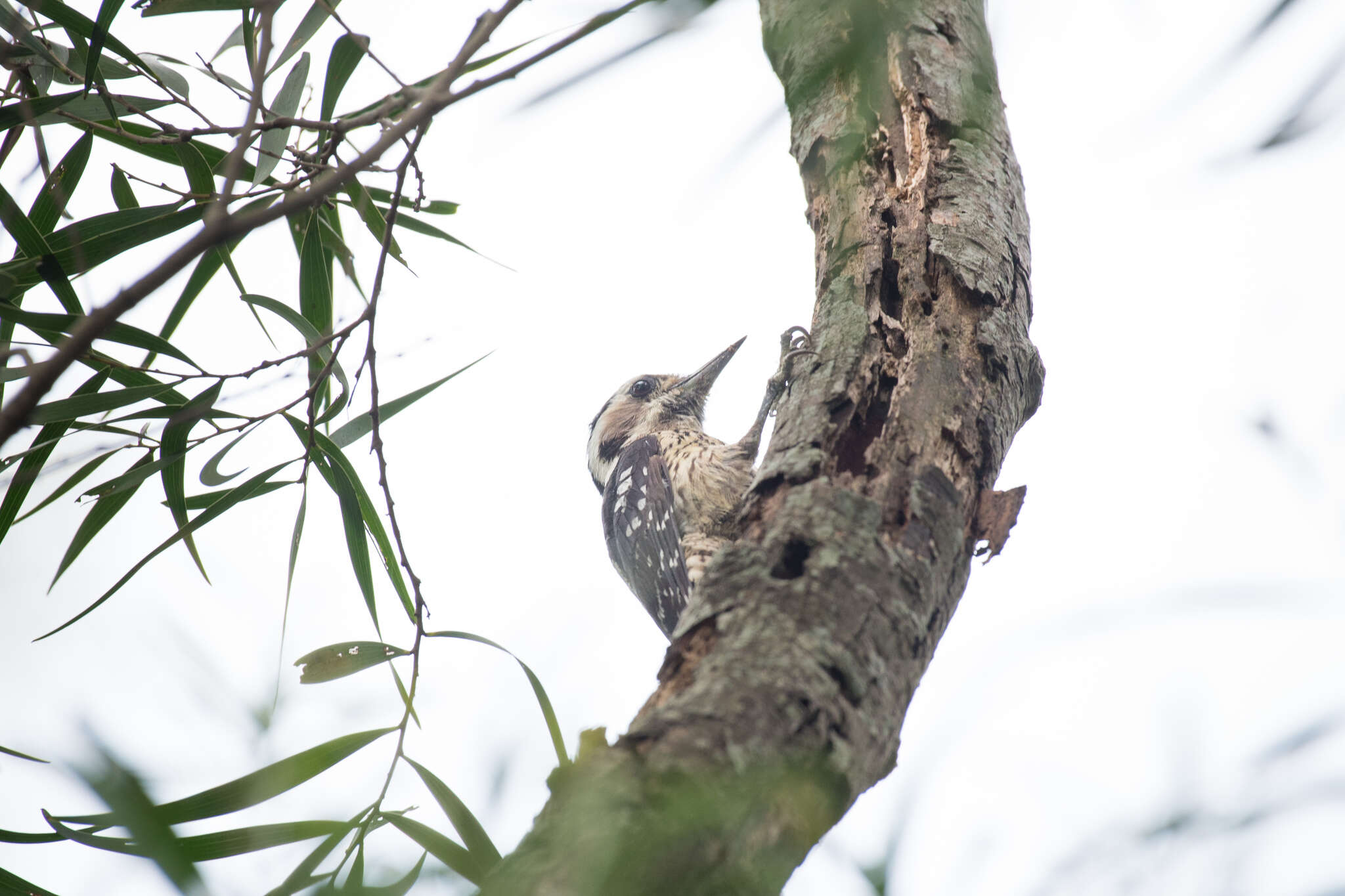 Image of Grey-capped Pygmy Woodpecker