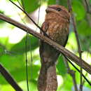 Image of Gould's Frogmouth