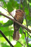 Image of Gould's Frogmouth