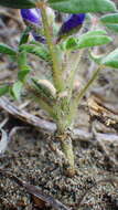 Image of rusty lupine