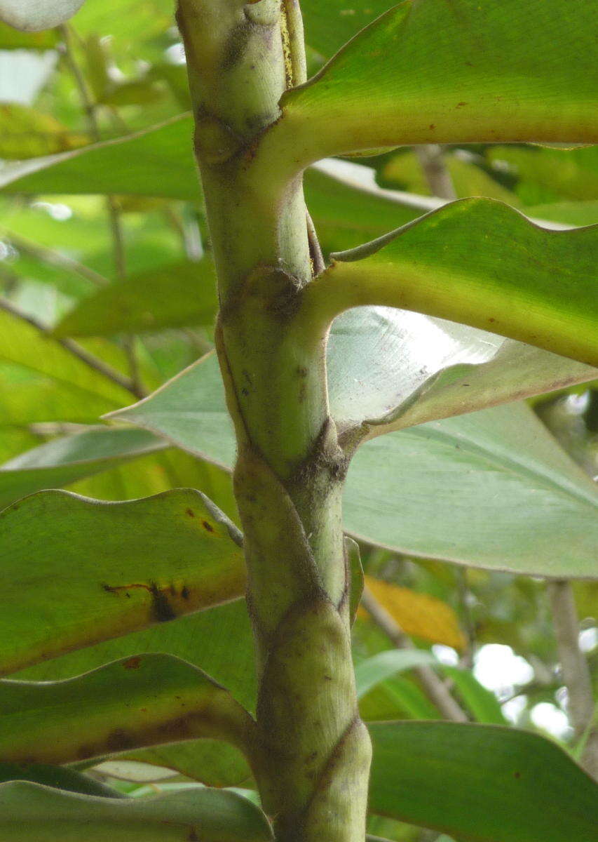 Image of Costus leucanthus Maas