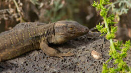 Image of Tenerife Lizard