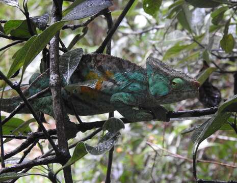 Image of Parson's Chameleon