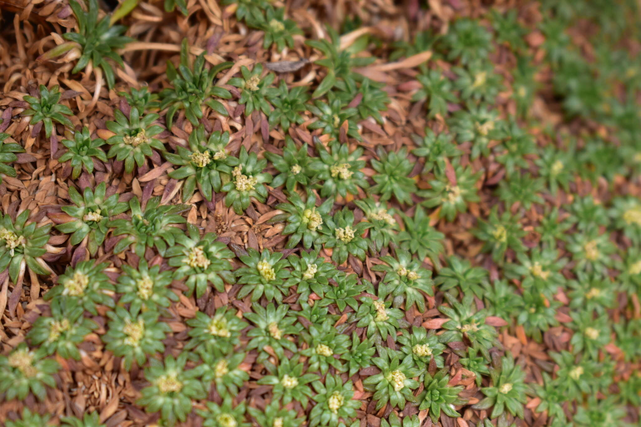 Image of Azorella diapensioides A. Gray