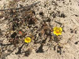 Image of Vandenberg monkeyflower