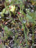 Image of Mono Hot Springs evening primrose