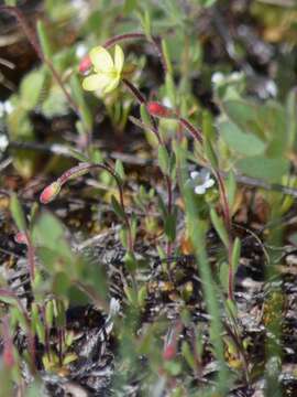 Image of Sierra suncup