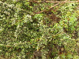 Imagem de Artemisia campestris subsp. maritima (DC.) Arcang.