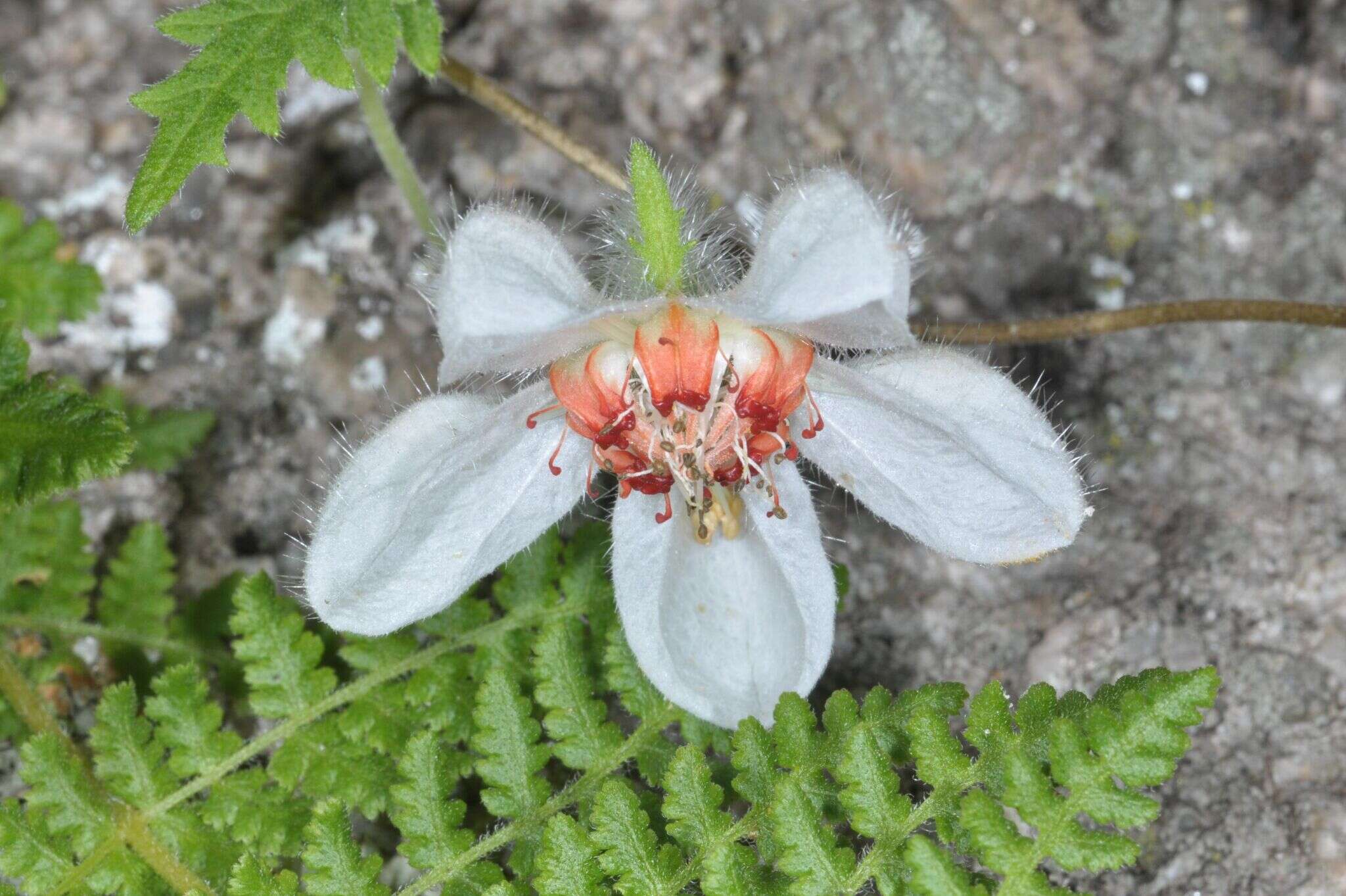 Image of Caiophora cernua (Griseb.) Urban & Gilg ex Kurtz