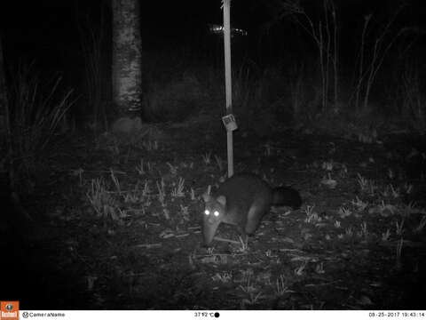 Image of Mountain Brushtail Possum