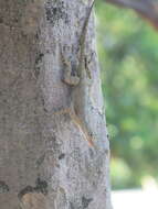 Image de Anolis distichus Cope 1861