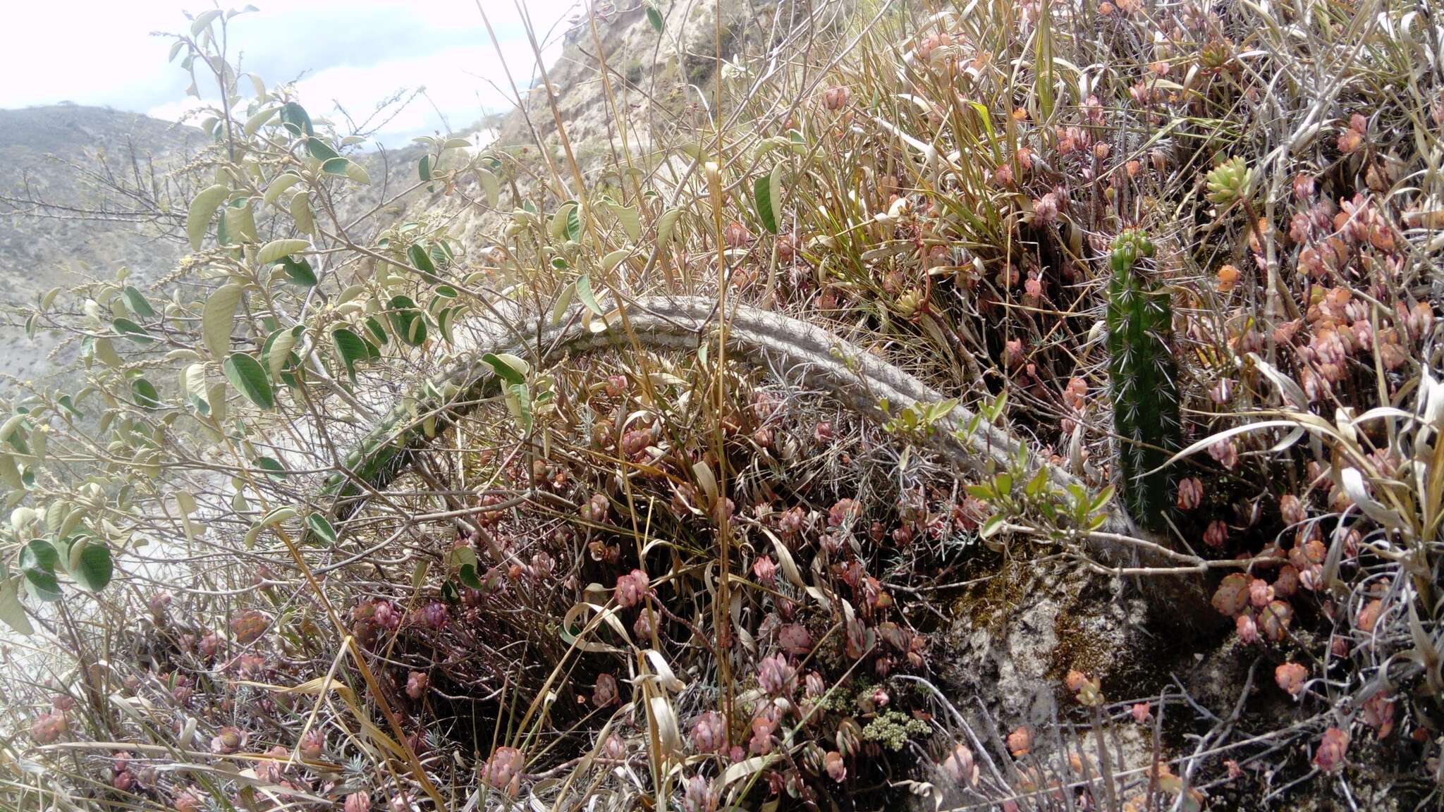 Image of Cleistocactus sepium (Kunth) F. A. C. Weber