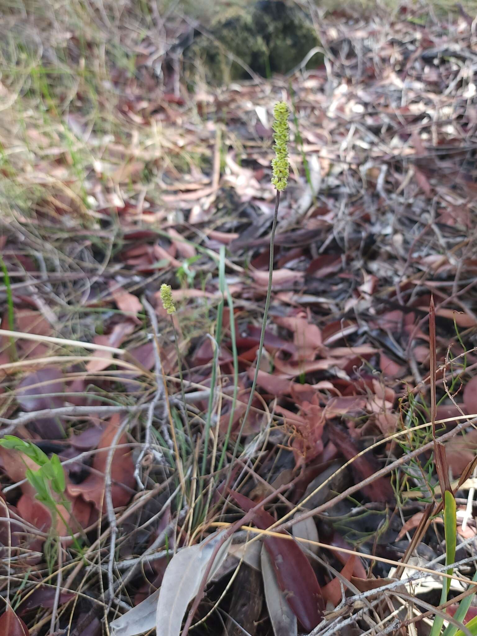 Image de Lomandra preissii (Endl.) Ewart