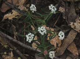 Image of Platysace ericoides (Sieb. ex DC.) C. Norman