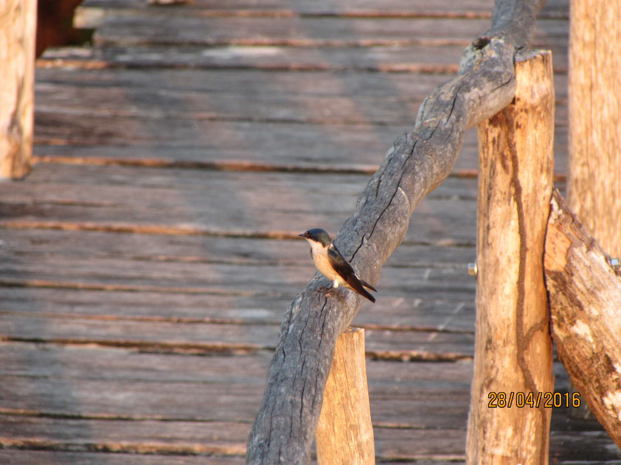 Image of Mangrove Swallow