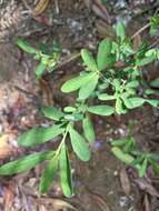 Image of Erythroxylum delagoense Schinz.