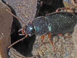 Слика од Ophonus (Hesperophonus) azureus (Fabricius 1775)