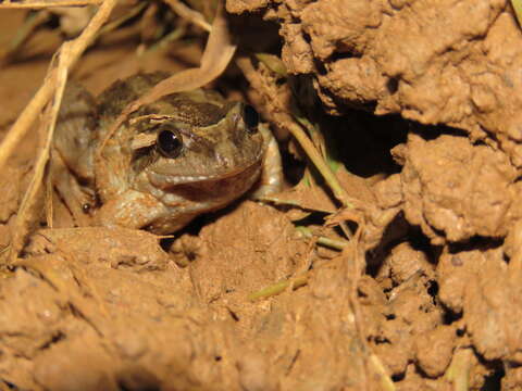 Imagem de Leptodactylus podicipinus (Cope 1862)