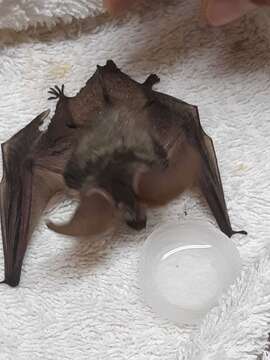 Image of Kolombatovic's Long-eared Bat