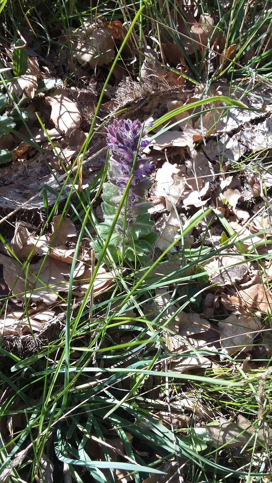 Image of Ajuga orientalis L.