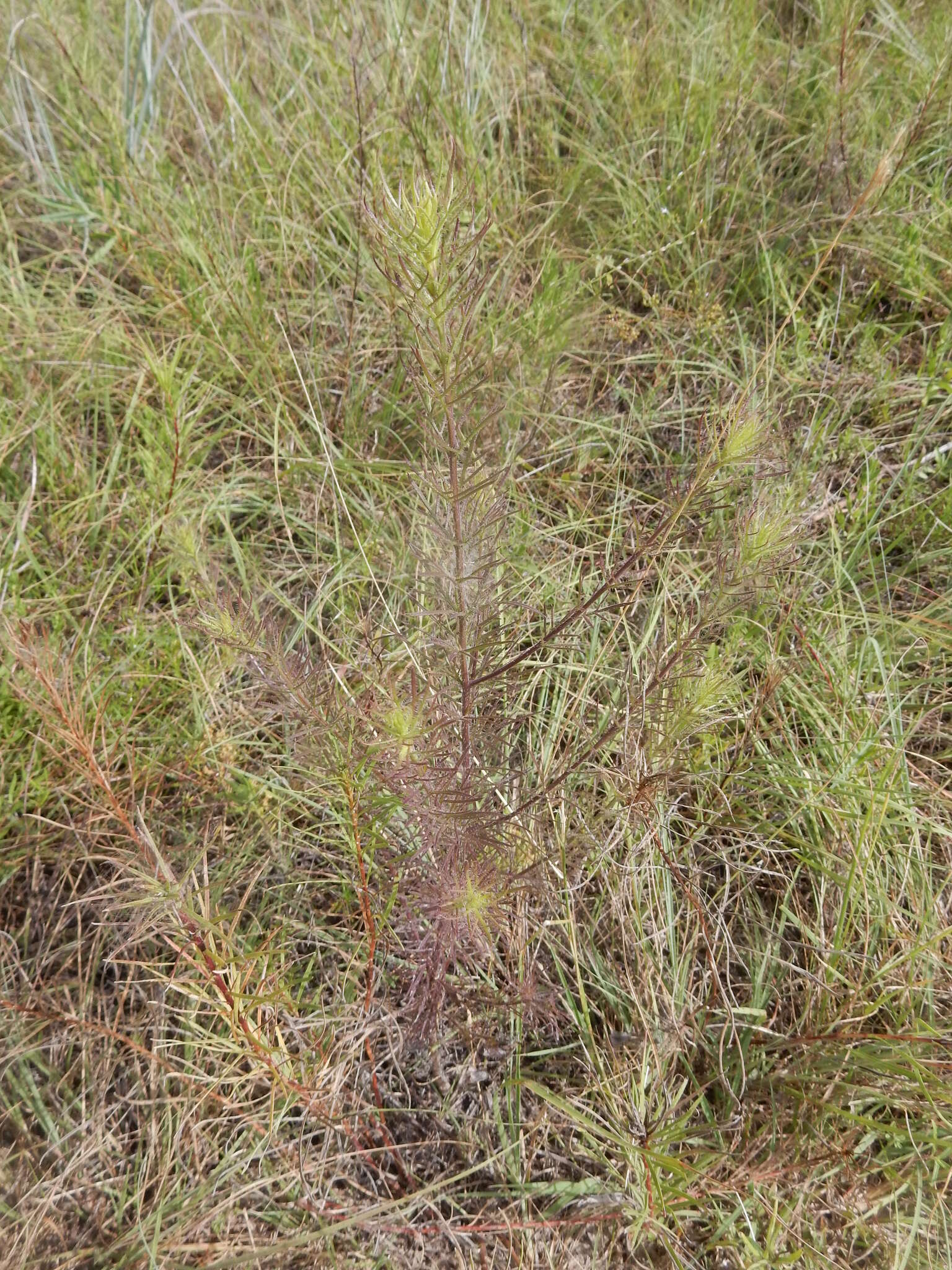 Imagem de Agalinis densiflora Blake