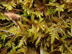 Image of entodon moss