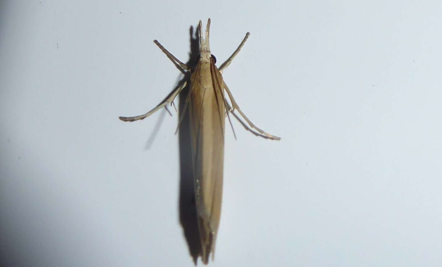 Image of Orocrambus angustipennis Zeller 1877