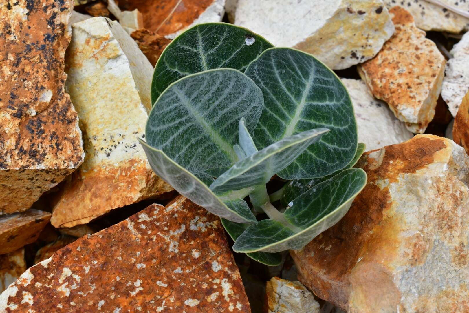 Asclepias nummularia Torr. resmi