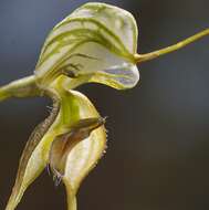 Image of Long-tailed rustyhood