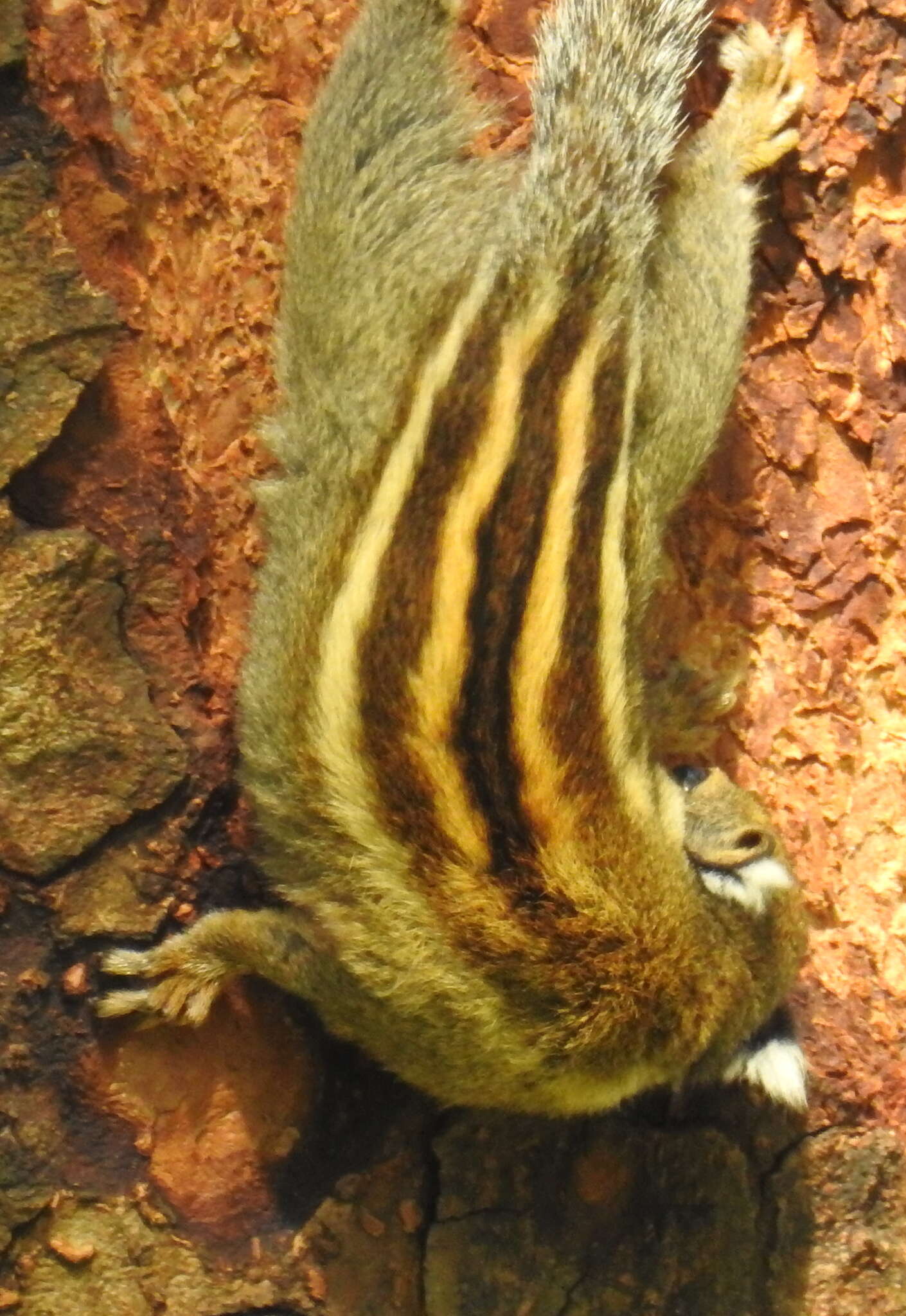 Image of Asiatic striped squirrel