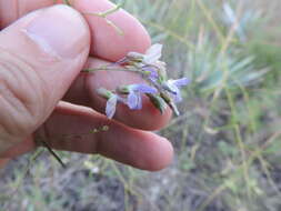 Image of narrowleaf Indian breadroot