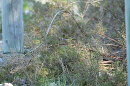 Zosterops lateralis chloronotus Gould 1841 resmi