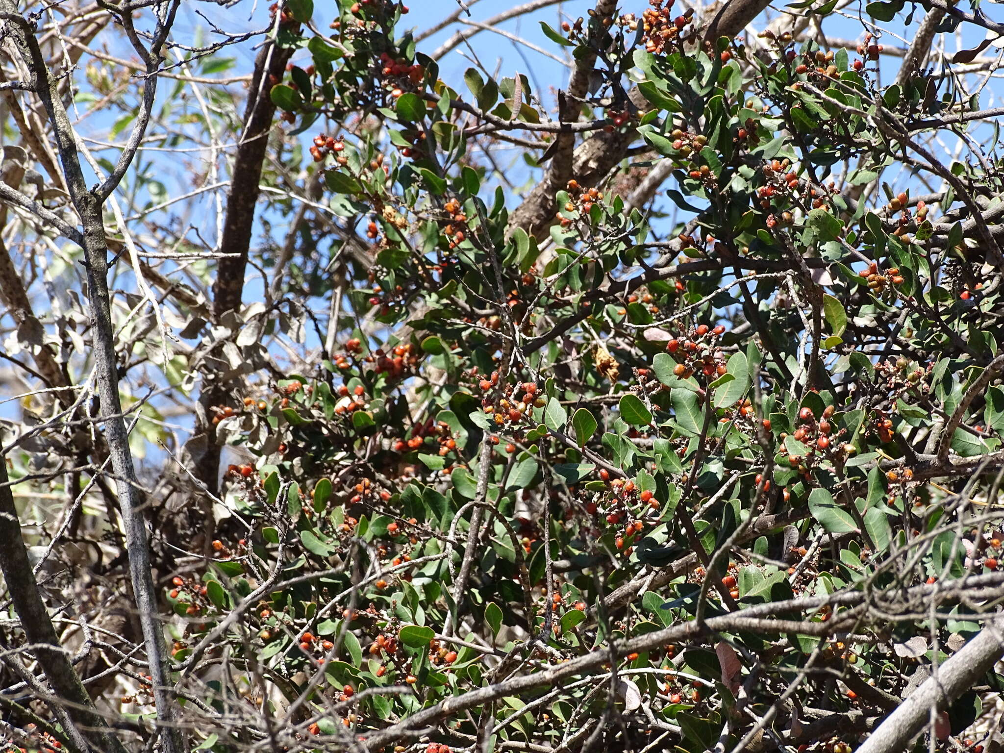 Image of lemonade sumac