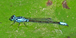 Image of Lilypad Forktail