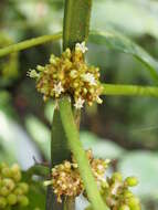 Image of Notopleura capitata C. M. Taylor