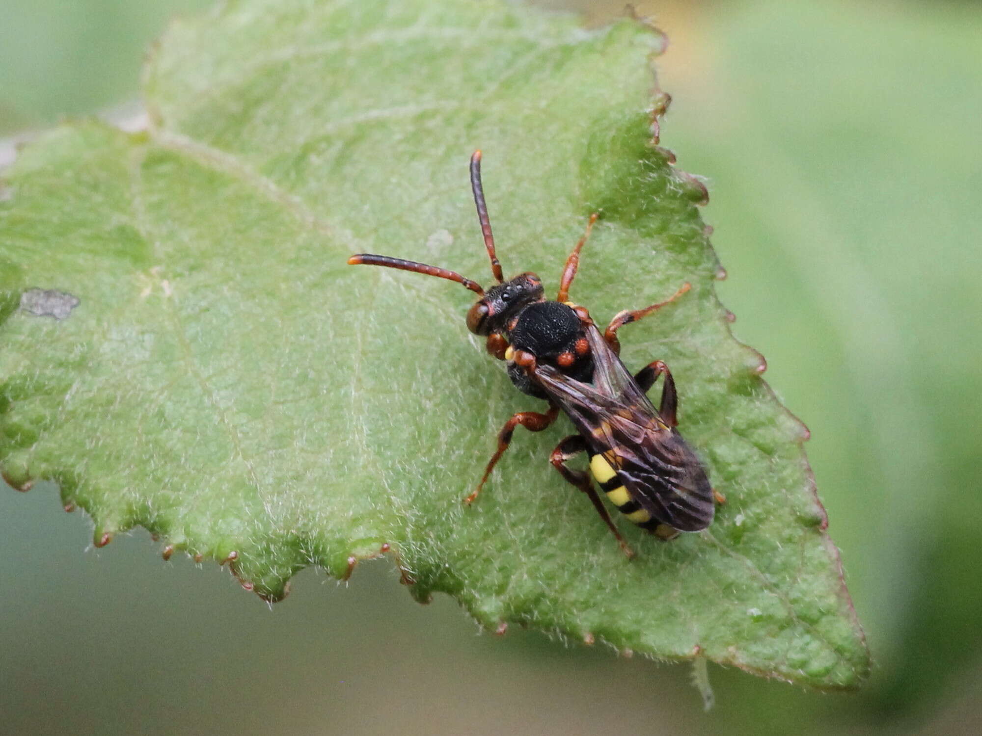 Image of Nomada zonata Panzer 1798