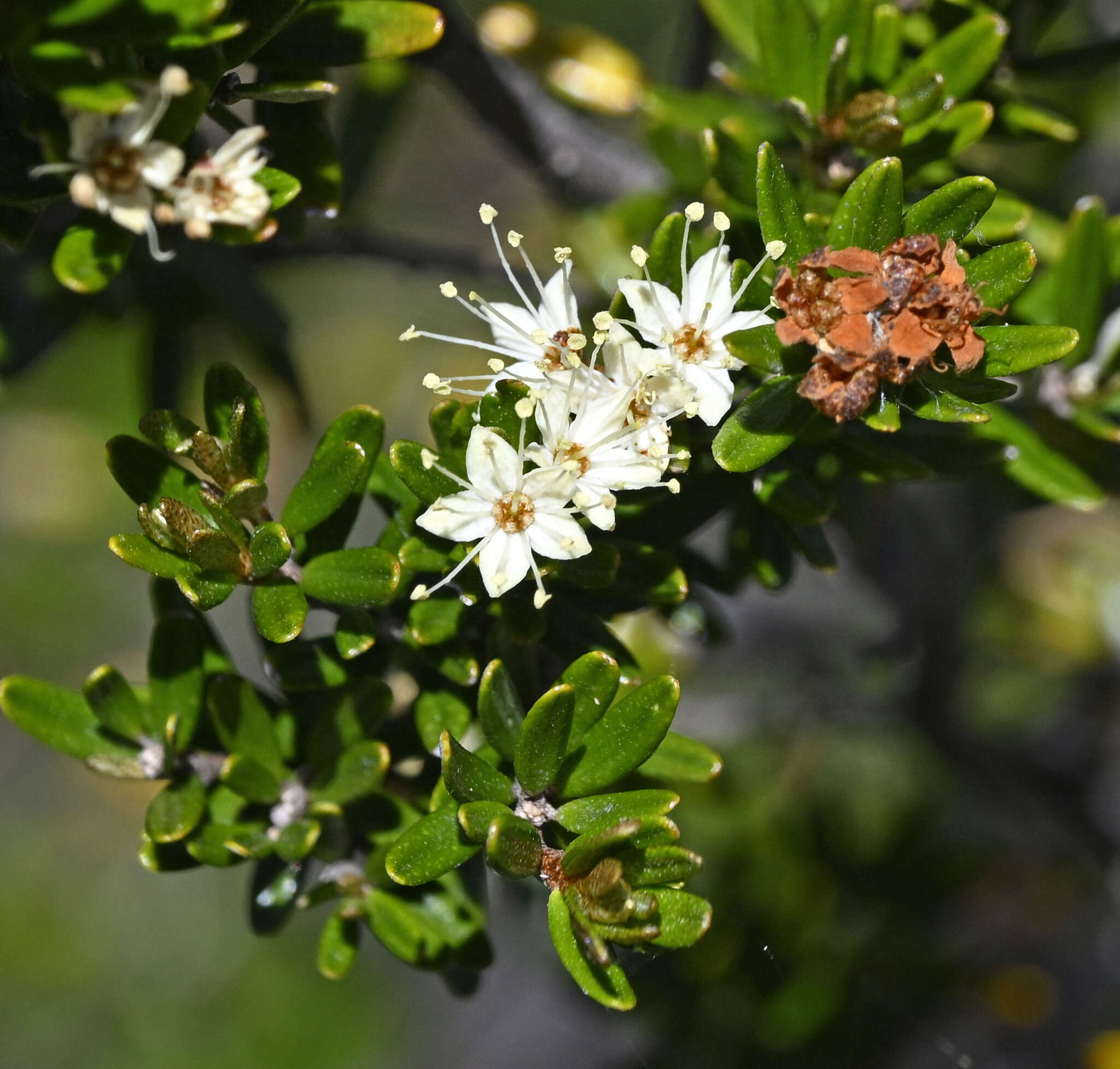 Imagem de Phebalium squamulosum subsp. alpinum (Benth.) Paul G. Wilson