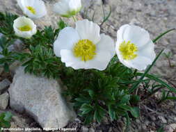 Image of Ranunculus seguieri subsp. seguieri