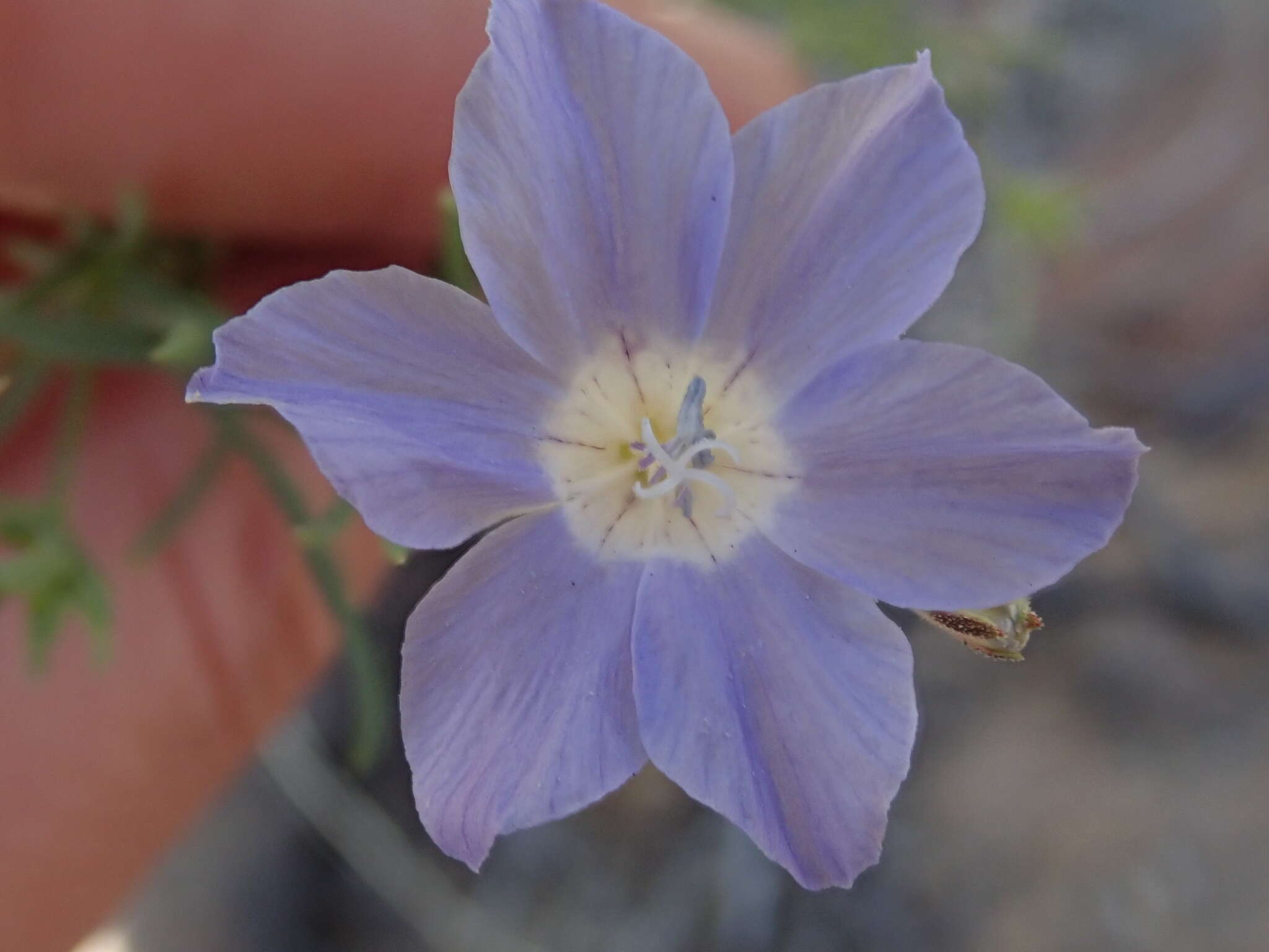 Image of Dayia scabra (Brandegee) J. M. Porter